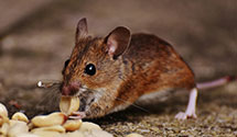 24 Hour & Emergency Exterminators in Cornelius, NC